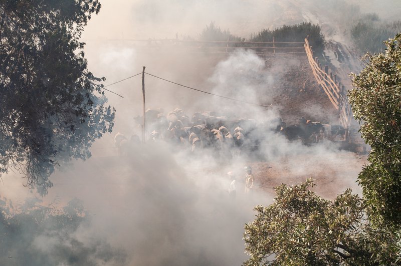 Bovini circondati da un denso fumo durante un incendio boschivo, con due persone in tenuta protettiva in piedi nelle vicinanze.